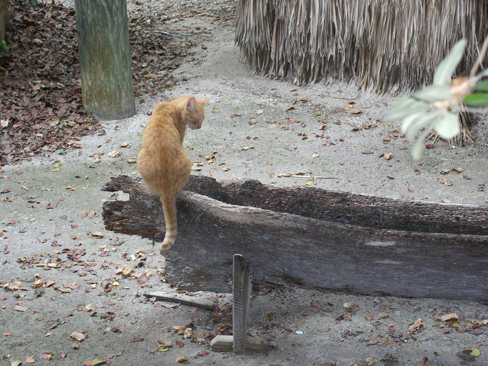 photo1